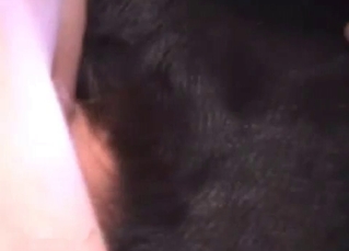 Dog gets ragdolled on his cock