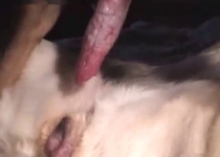 Dude's big cock pleasured by a pet