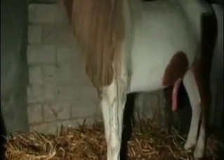 Tight pussy creampied by a horse