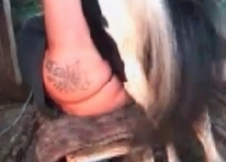 Farm animals enjoying bestiality