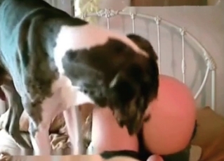 Dirty dog gets viciously drilled from behind
