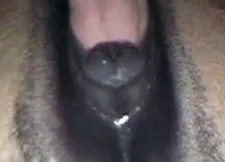 Guy fucking farm animals in the ass