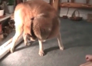 Twisted retriever power-fucking her