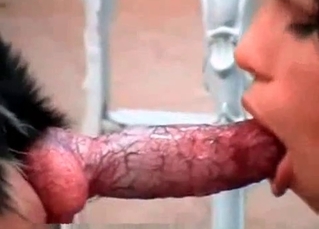 Veiny dog cock shared by brunettes