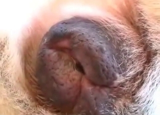 High-quality methodical sex with a dog