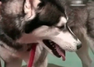 Dirty zoophilic action with an Asian slut