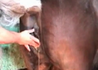 Passionate bestiality in high quality