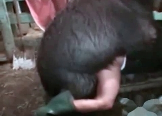 Chick fucking an actual fucking camel