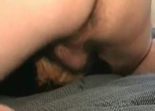 Massive cock sucked by a dog