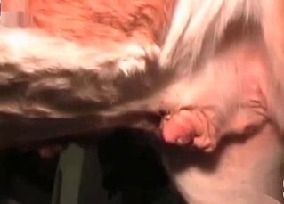 Farm porn with a horny horse