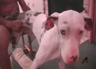 Obedient doggo enjoying anal