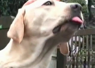 Twisted doggo and an Asian slut