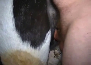 Spotted horse got analyzed at the farm