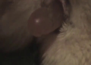 Sticking a big dildo in horse tight ass