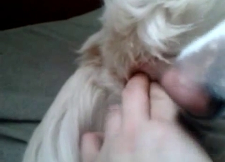 Just playing with tight anus of a dog