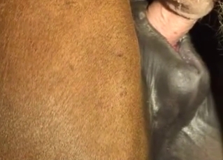 Farmer slowly drills his lovely pony