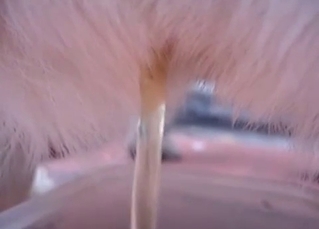 Cute looking pee of my white doggy