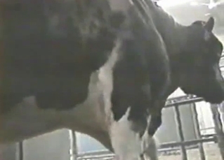 Two cows are trying hard to fuck