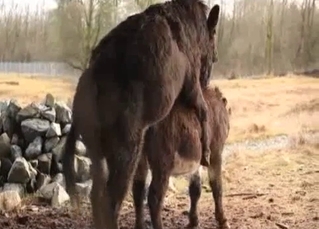 Wild animals fuck in doggy style pose