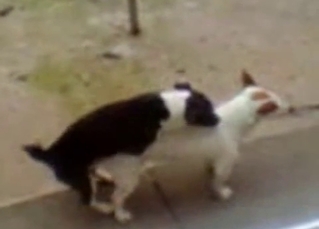 Two cute spotted dogs have nice sex