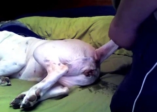 White doggy ass looks so freaking juicy