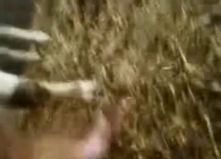 Sexy cow is peeing right on camera