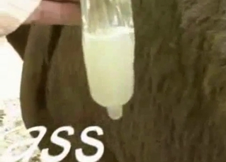 Hot horses have amazing sex in doggy pose