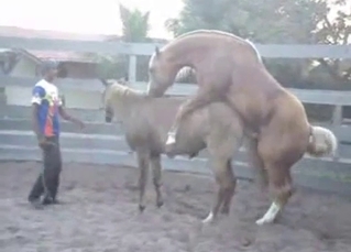 Two muscled ponies are trying hard to fuck