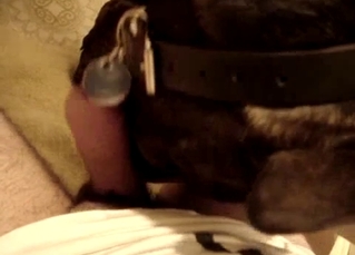 Trained dog licks and sucks my hard dick