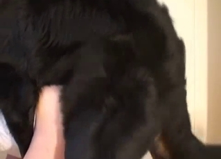 Brutal black dog bangs my lovely hubby