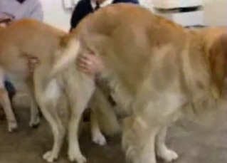 Black and beige doggy have awesome sex