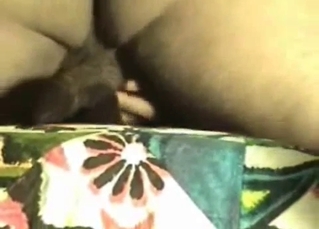 Doberman got anally fucked in missionary