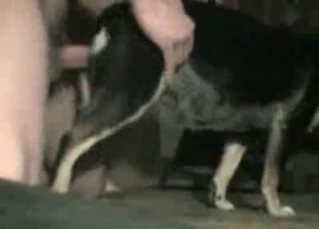 Insane action with a cute-looking dog