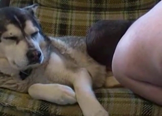 Sleepy dog gets a sloppy blowjob
