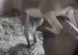 Watch that horse cock get bigger