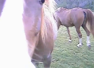 Close-up shots of a hot dog cock