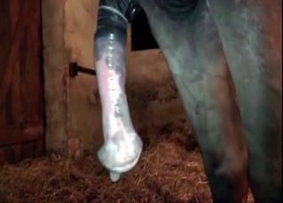 Old barn bestiality with a kinky horse