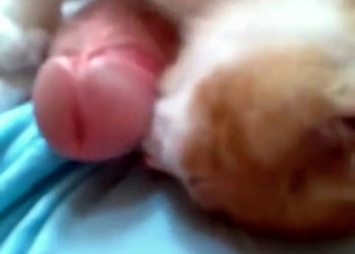 Hardcore bestiality in HD quality