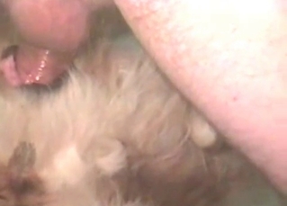 Horny dog gets ass-fucked like a slut