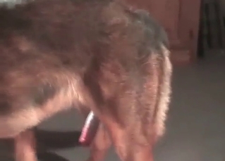 HD bestiality clip with a shepherd