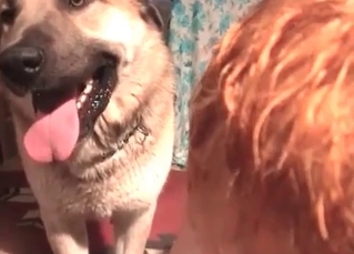 Obedient dog enjoying crazy zoo sex