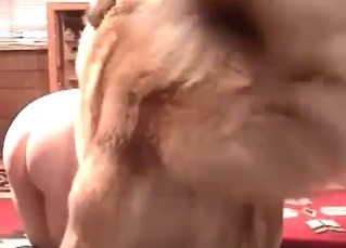 Fat zoophile enjoying animalistic sex