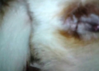 Kinky doggo fucking on camera