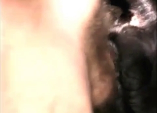 Asshole of a dog gets ripped in half