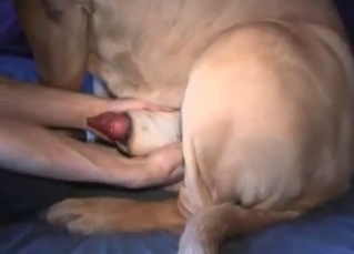 Dirty zoophilic action with a cute dog