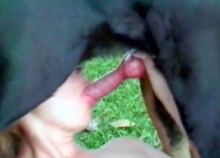 Nice-looking Doberman gets a BJ