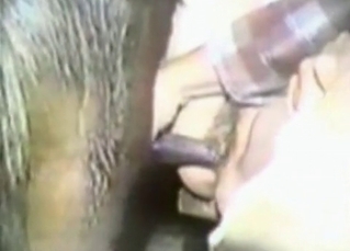 Awesome animal fucks a bushy slit