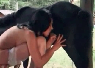 Nice blowjob for a black pony