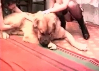 Sexy animal loves bushy pussies