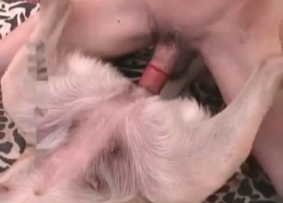 Shameless fucking with a bestiality bitch